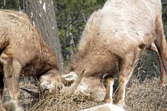 20 Big Horn Sheep Bucking Heads From Highway 93 On Drive From Castle Junction To Radium In Winter.jpg